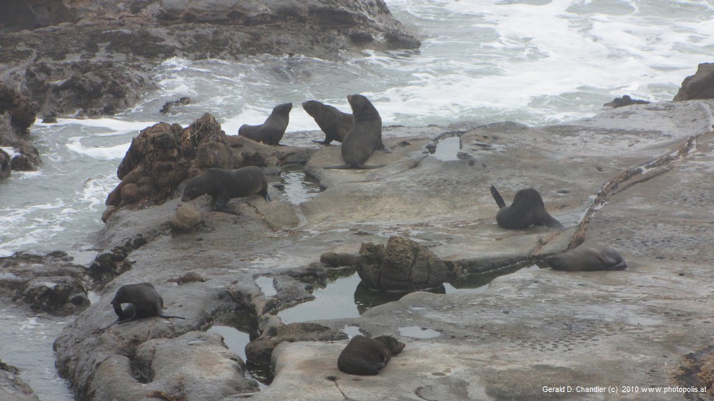 Shag Point Seals